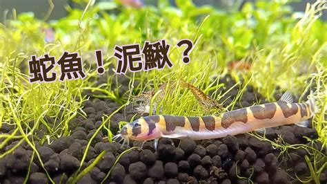 蛇仔魚壽命|養魚心得 蛇魚